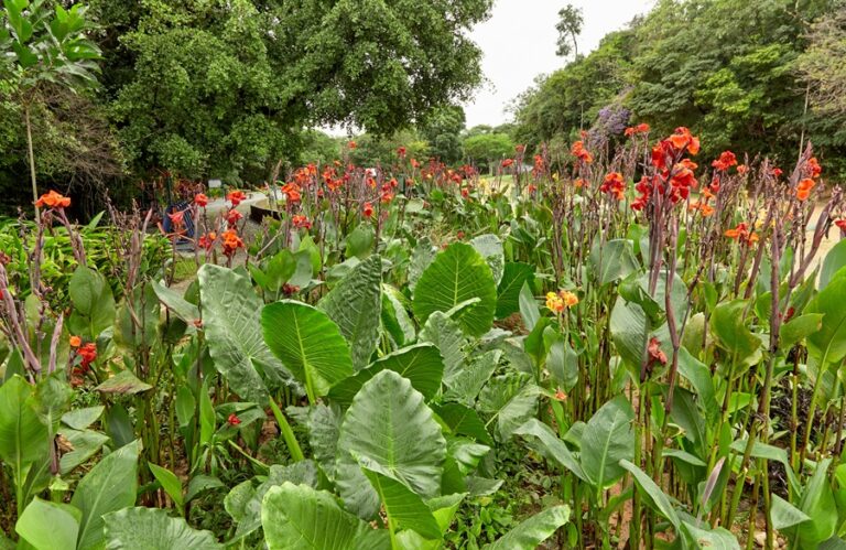 Jardim de Chuva em Parque Lagoa do Nado. Foto: Meridiano Filmes