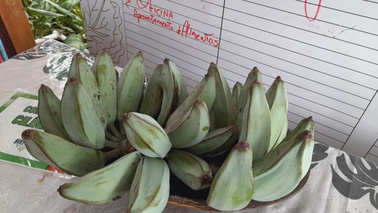 horta6